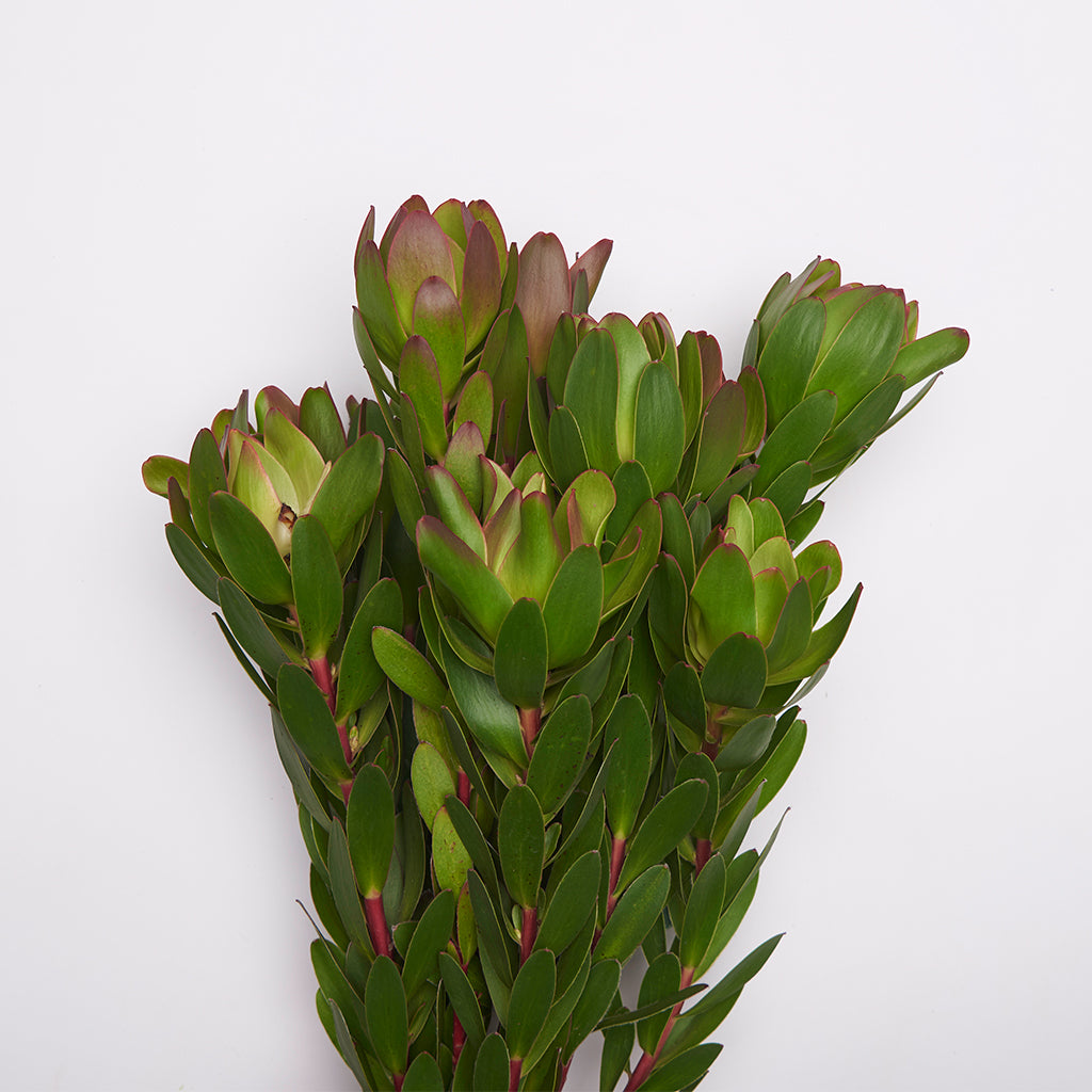 Leucadendron Globet.