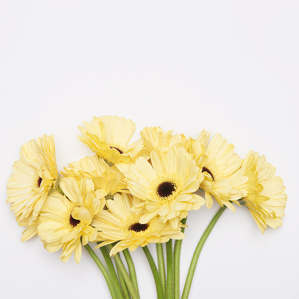 Gerbera Amarillo pastel 10 Varas.