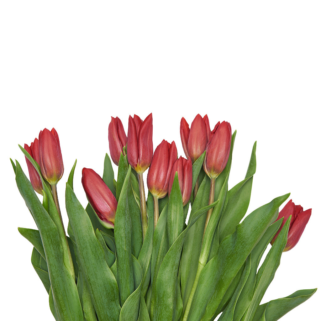 Tulipán Rojo 10 Varas.