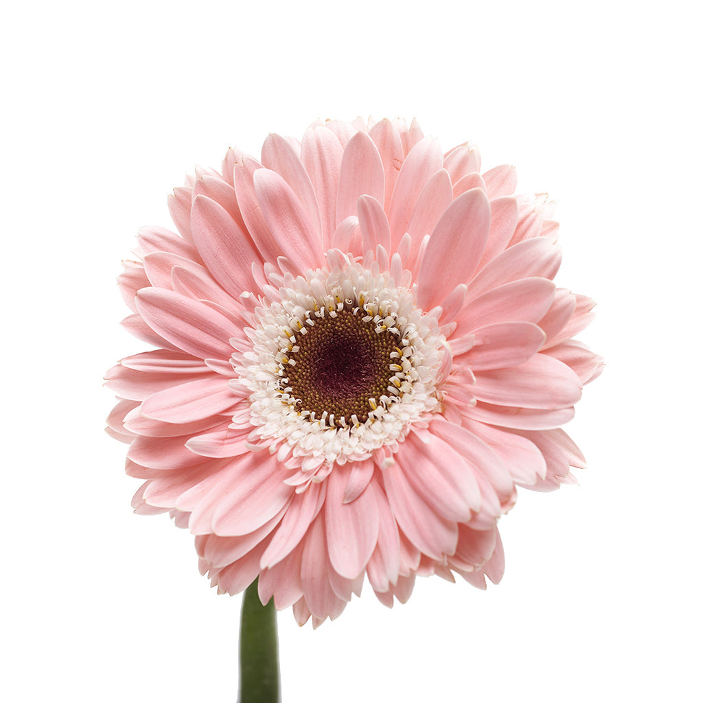 Gerbera Rosado 10 Varas.