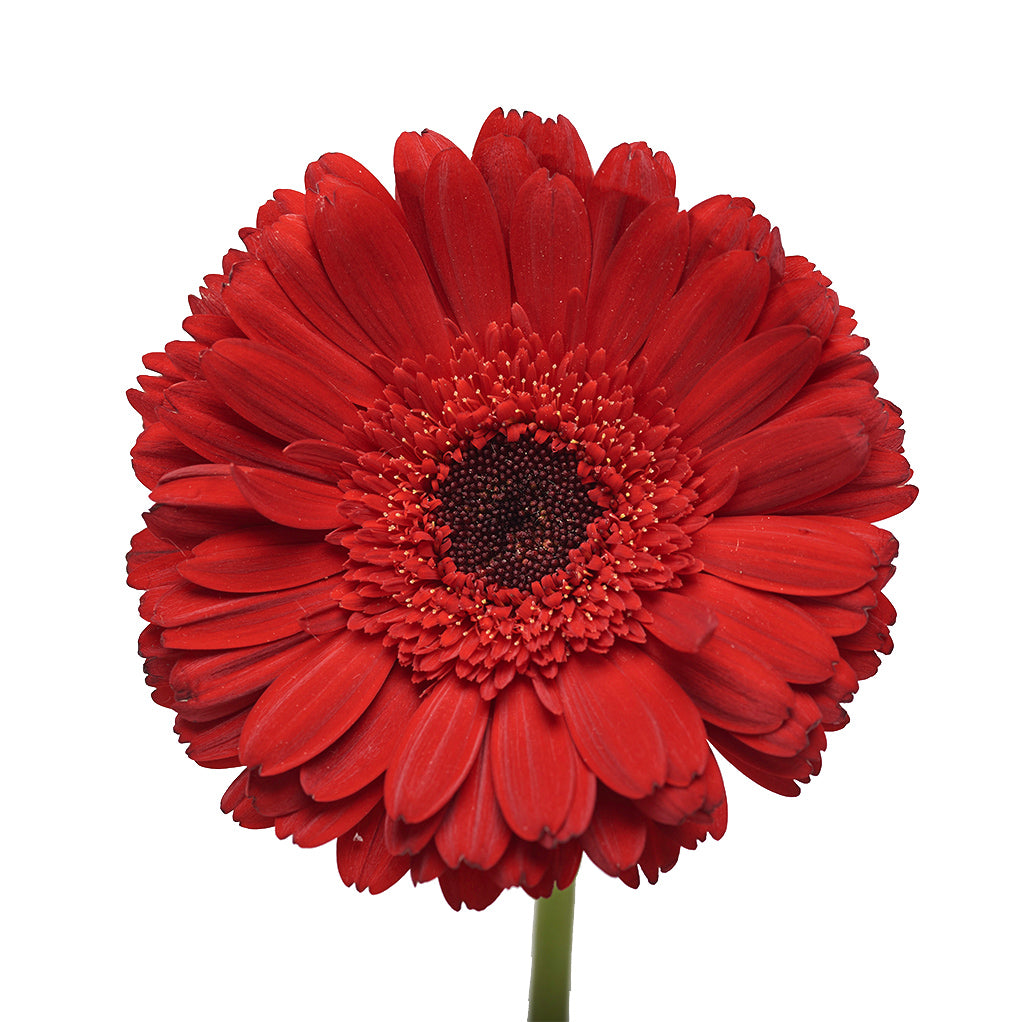Gerbera Rojo 10 Varas.