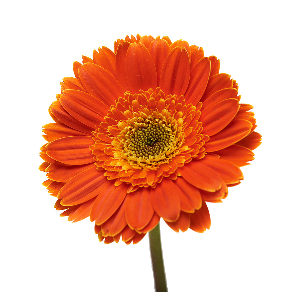 Gerbera Naranjo 10 Varas.