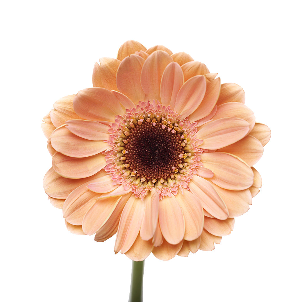 Gerbera Damasco 10 Varas.