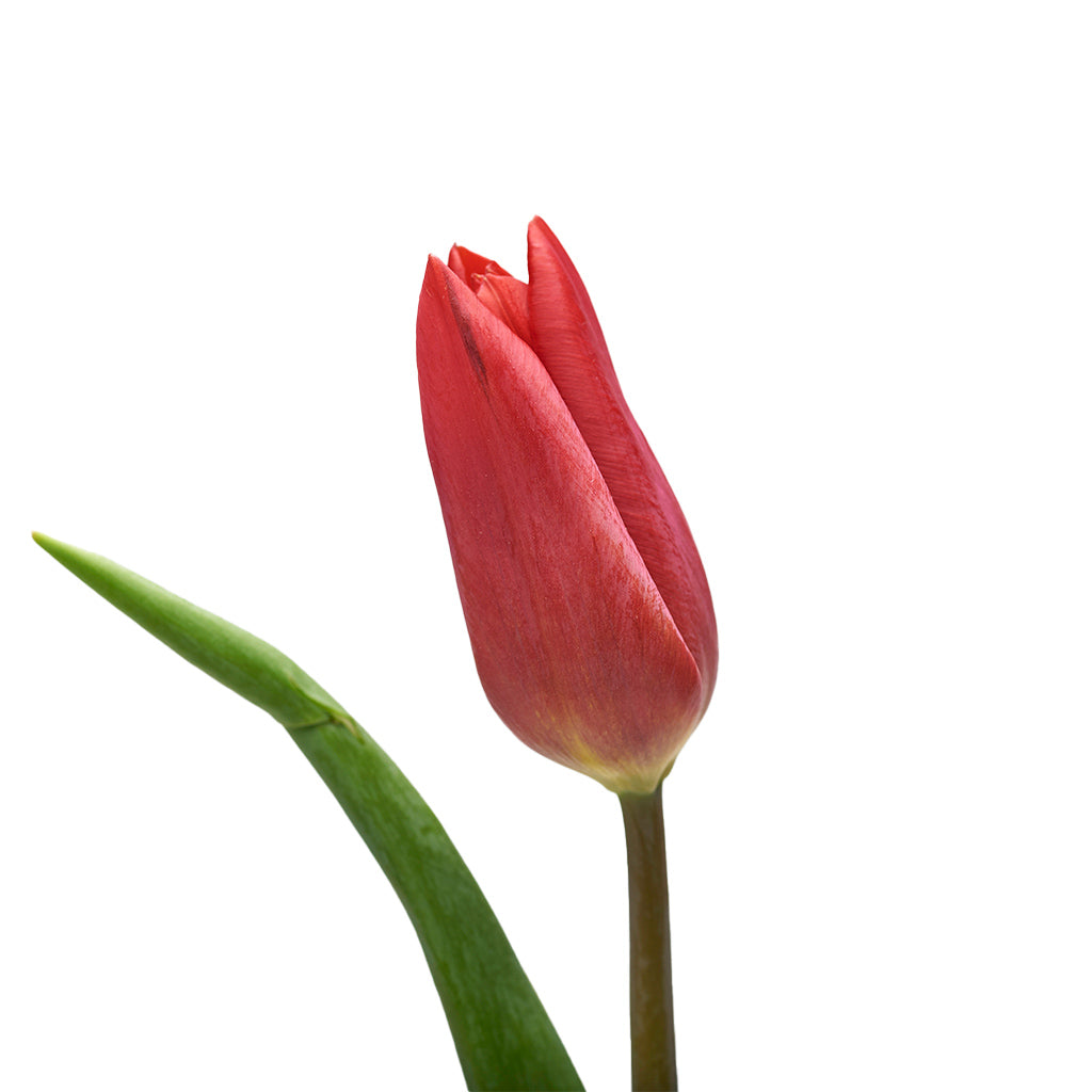 Tulipán Rojo 10 Varas