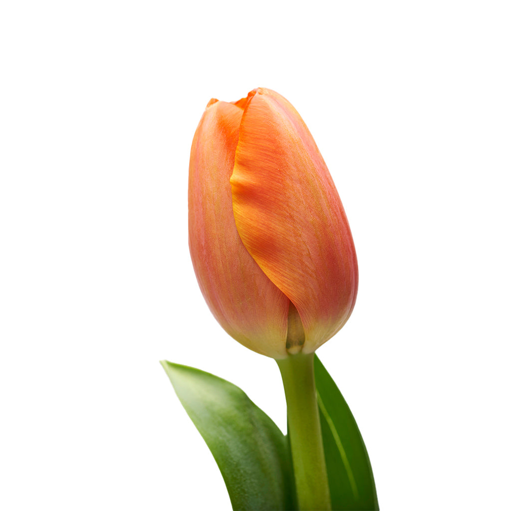Tulipán Naranjo 10 Varas.