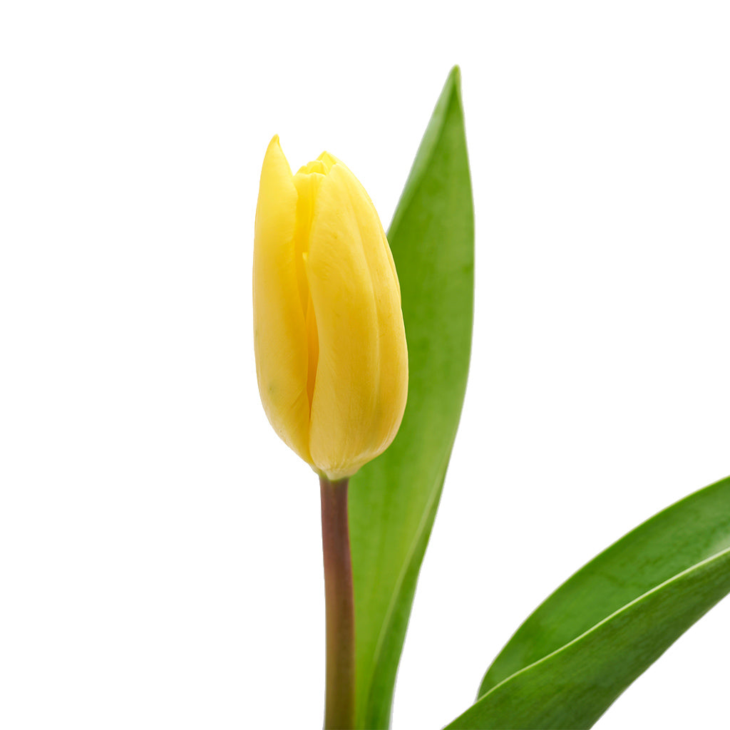Tulipán Amarillo 10 Varas