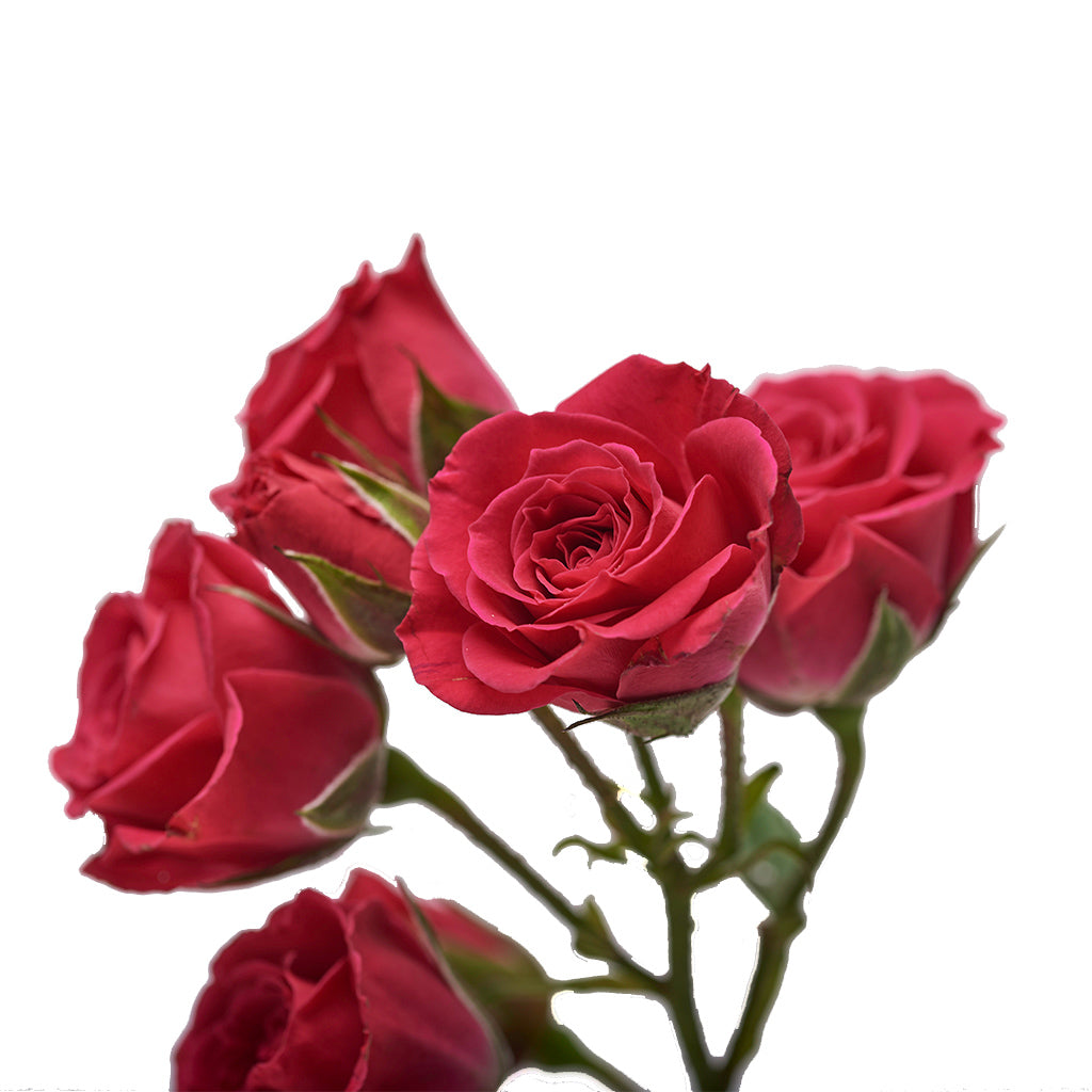 Mini rosa fucsia