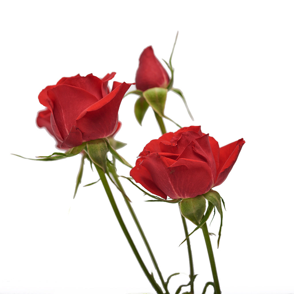 Mini Rosa Rojo 10 Varas.