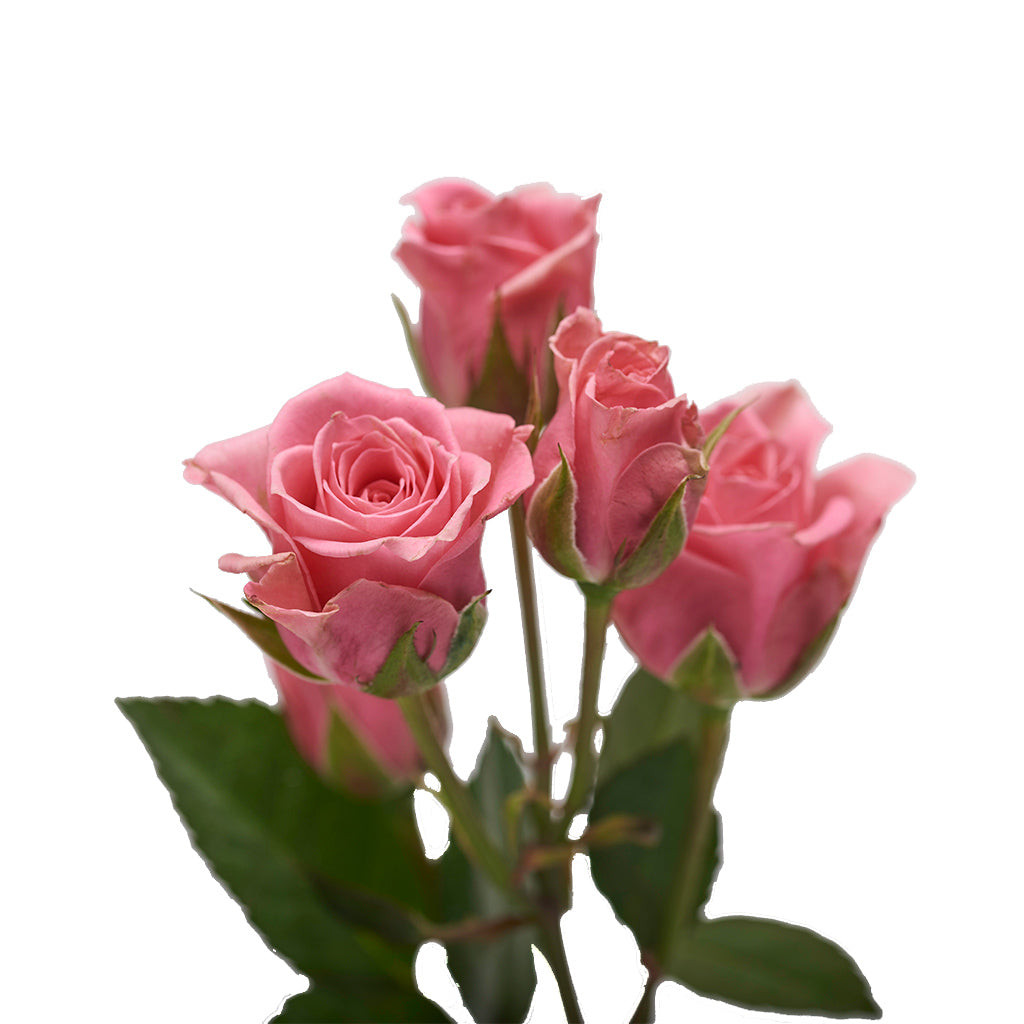 Mini Rosa Rosado 10 Varas.