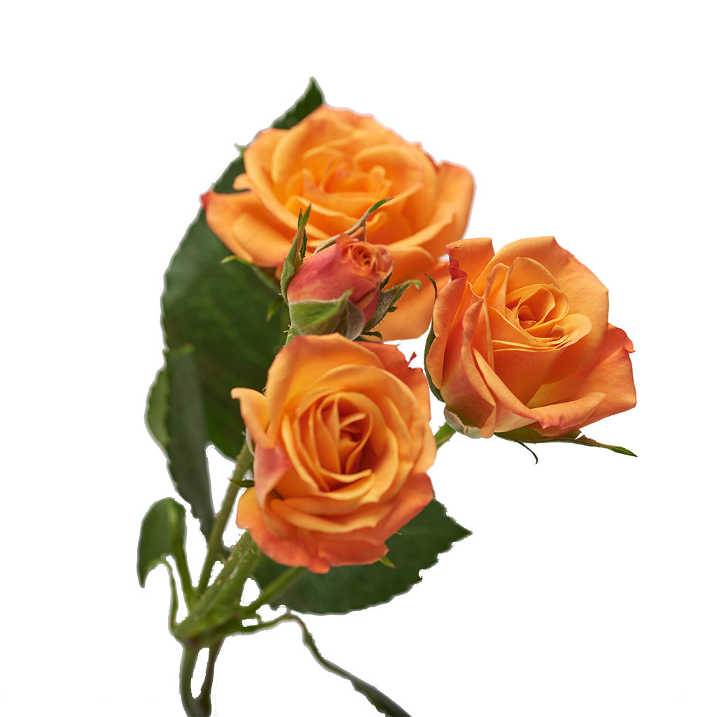 Mini Rosa Naranjo 10 Varas.