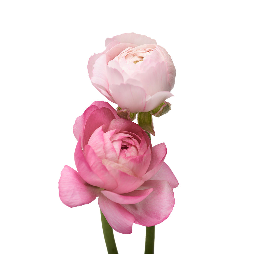 Ranunculo Rosado 10 Varas.
