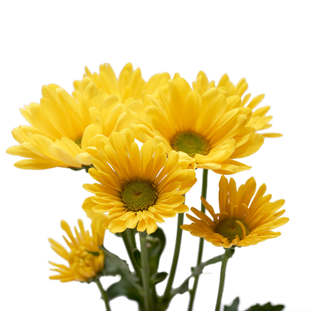 Pompón Amarillo 10 Varas.