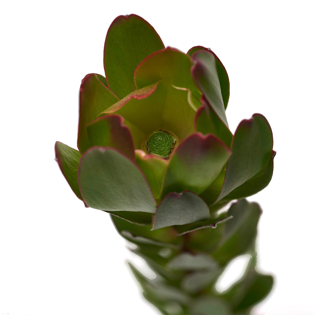 Leucadendron Globet.
