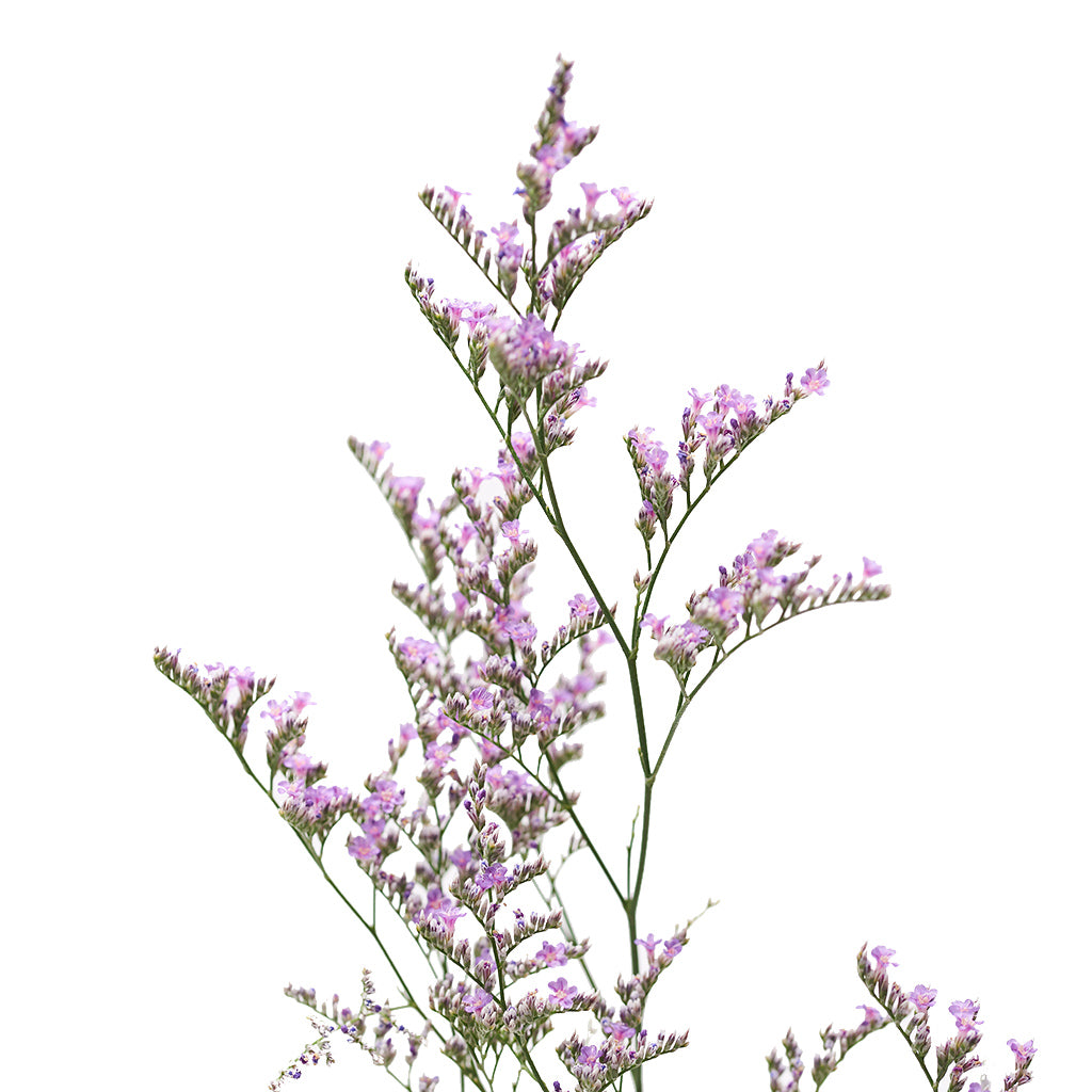 Limonium Morado 10 Varas.