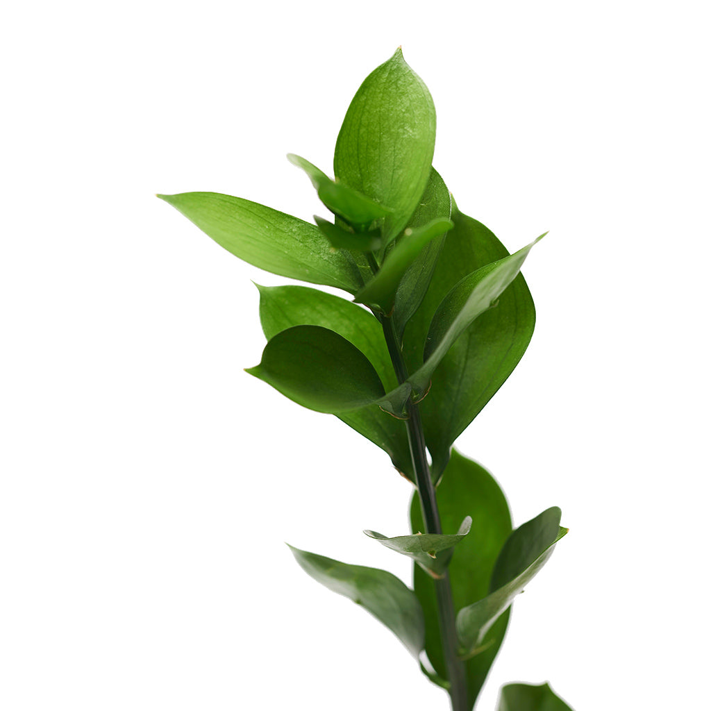 Ruscus Verde 10 Varas.