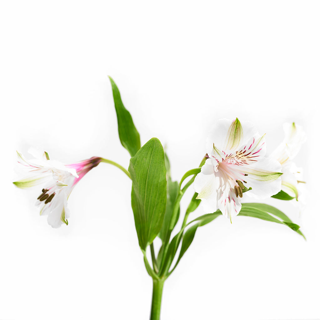 Alstroemeria Blanca 10 Varas.