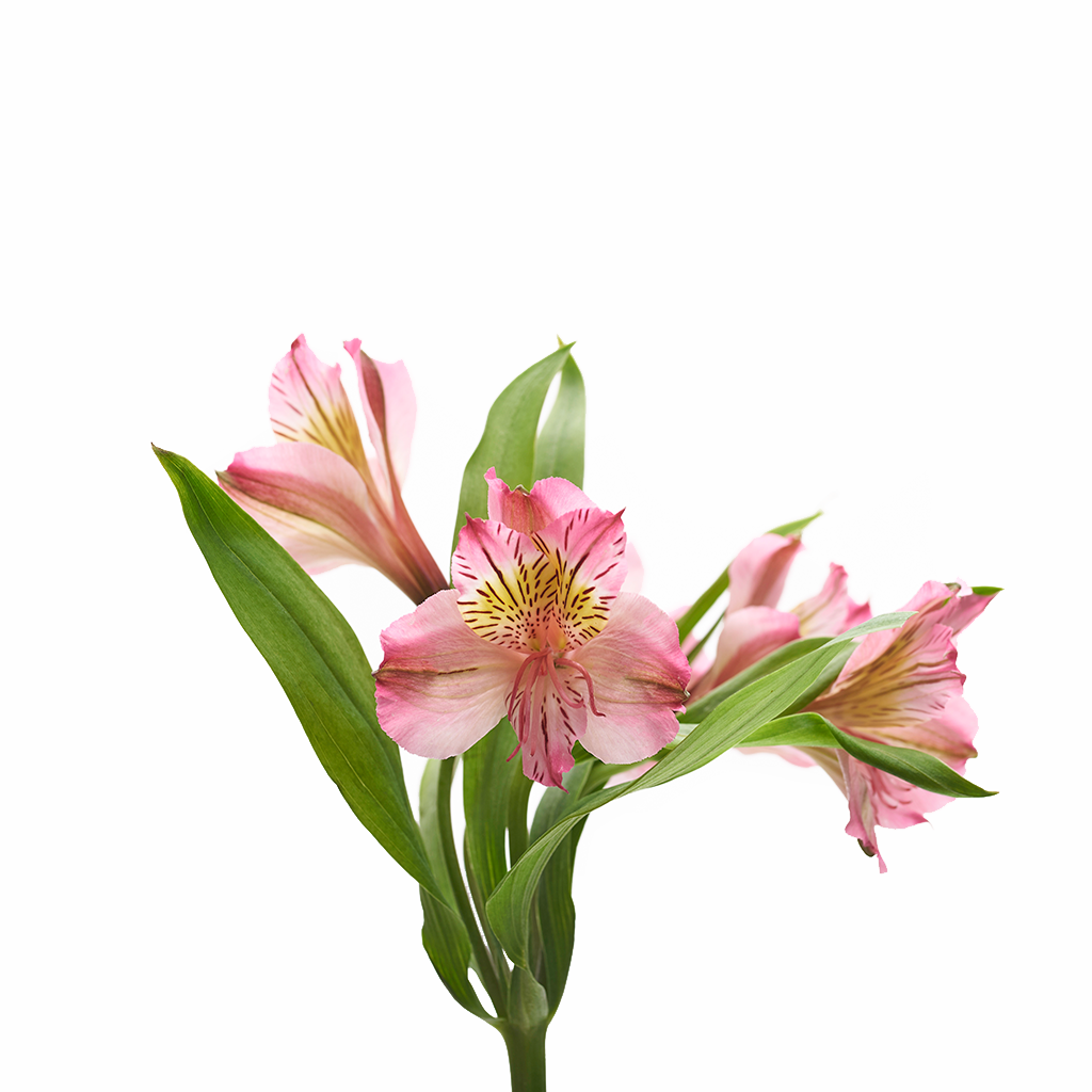 Alstroemeria Rosado 10 Varas.