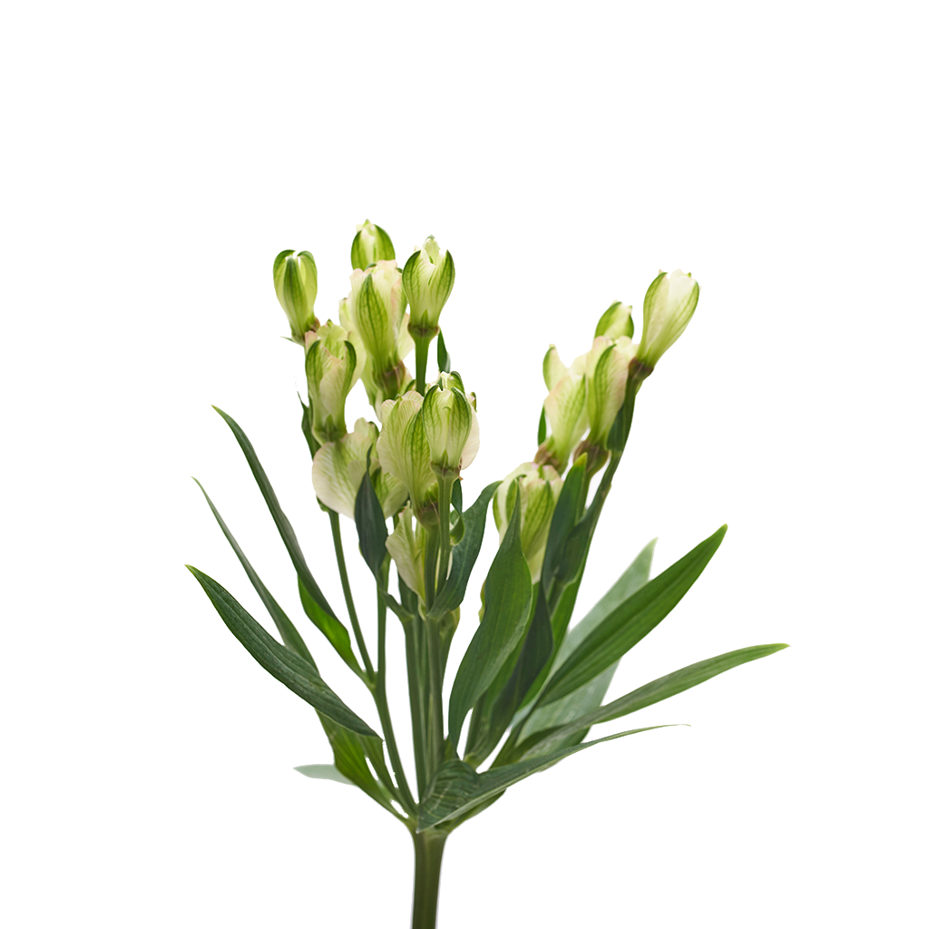 Charmelia Blanca 10 Varas.