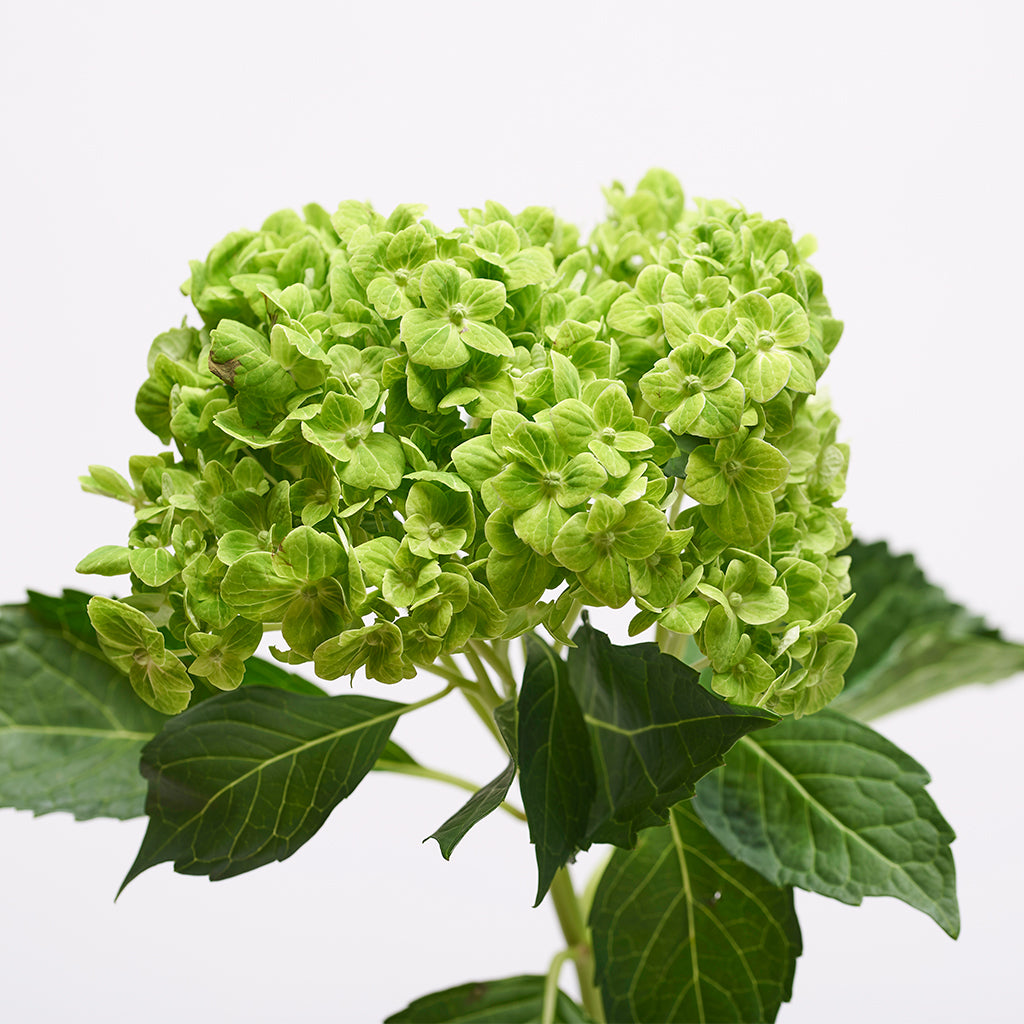 Hortensias Verde 3 Varas