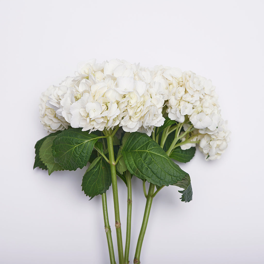 Hortensias Blanco 1 vara