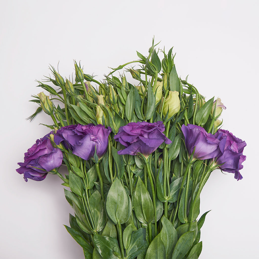 Lisianthus Morado/Matizado