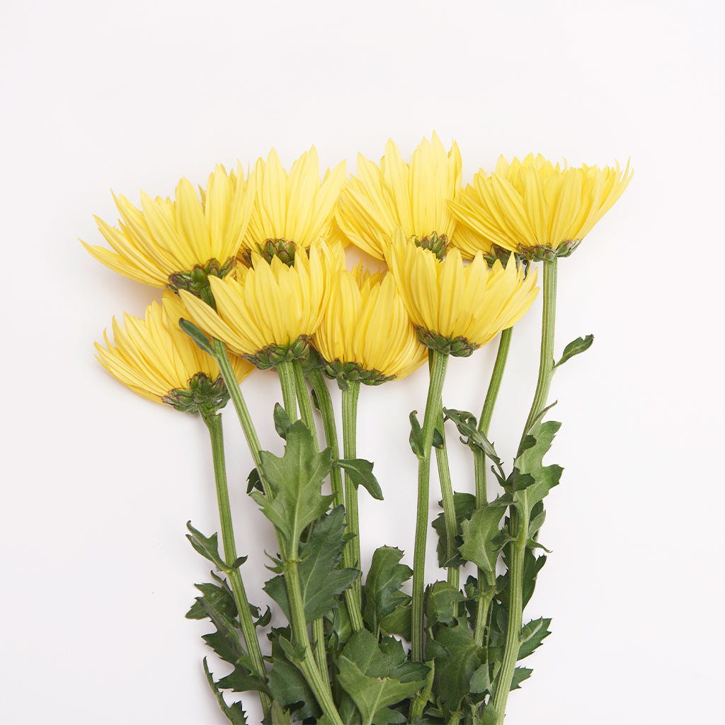Disbud Amarillo 10 Varas.