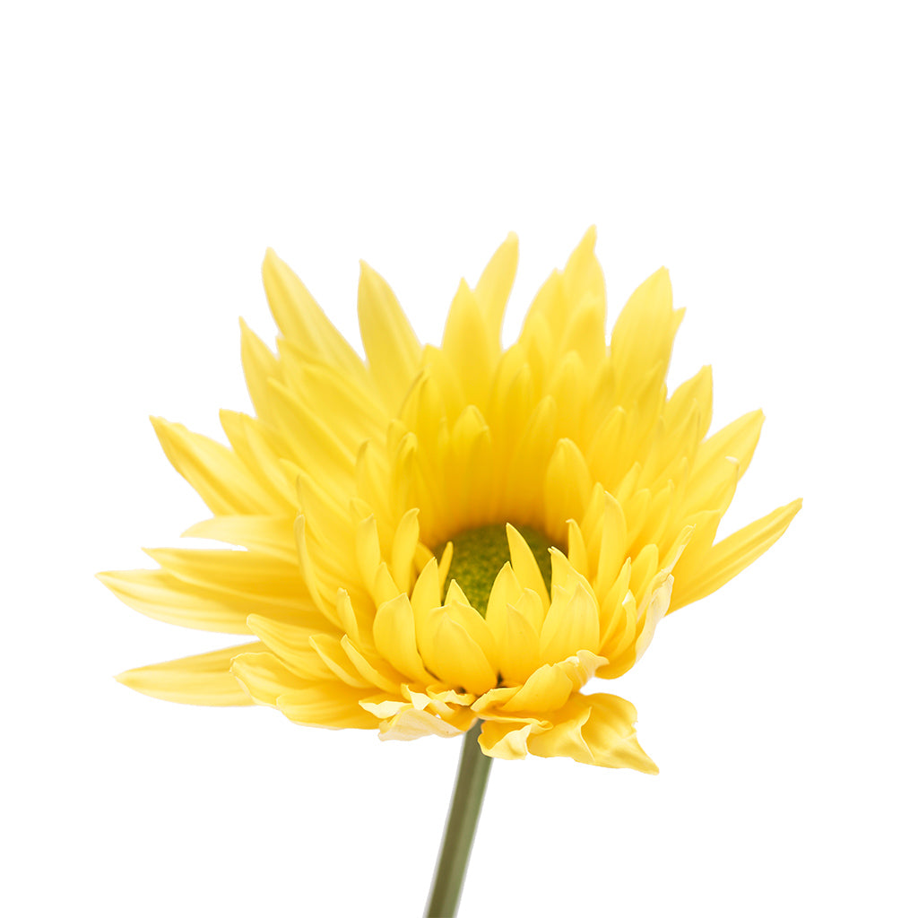 Disbud Amarillo 10 Varas.