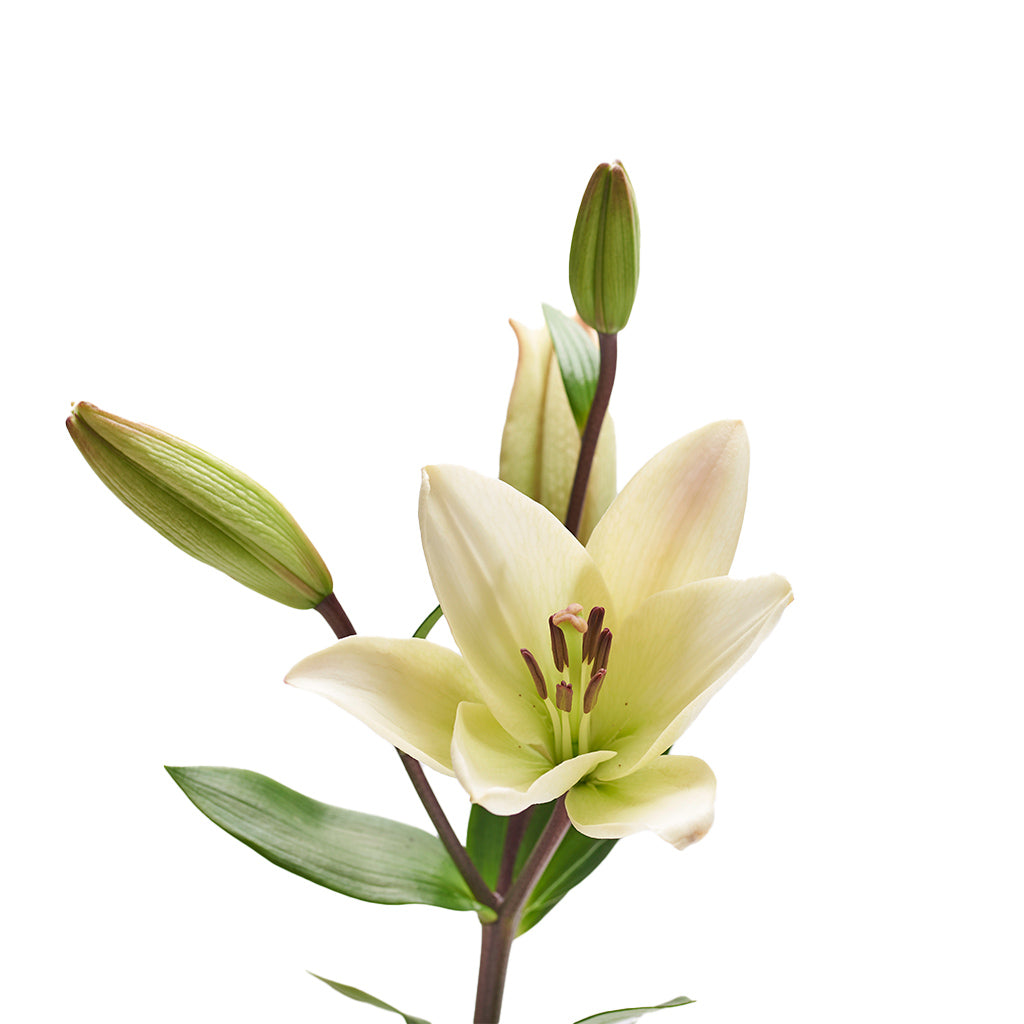Lilium Asiático Blanco 10 Varas.