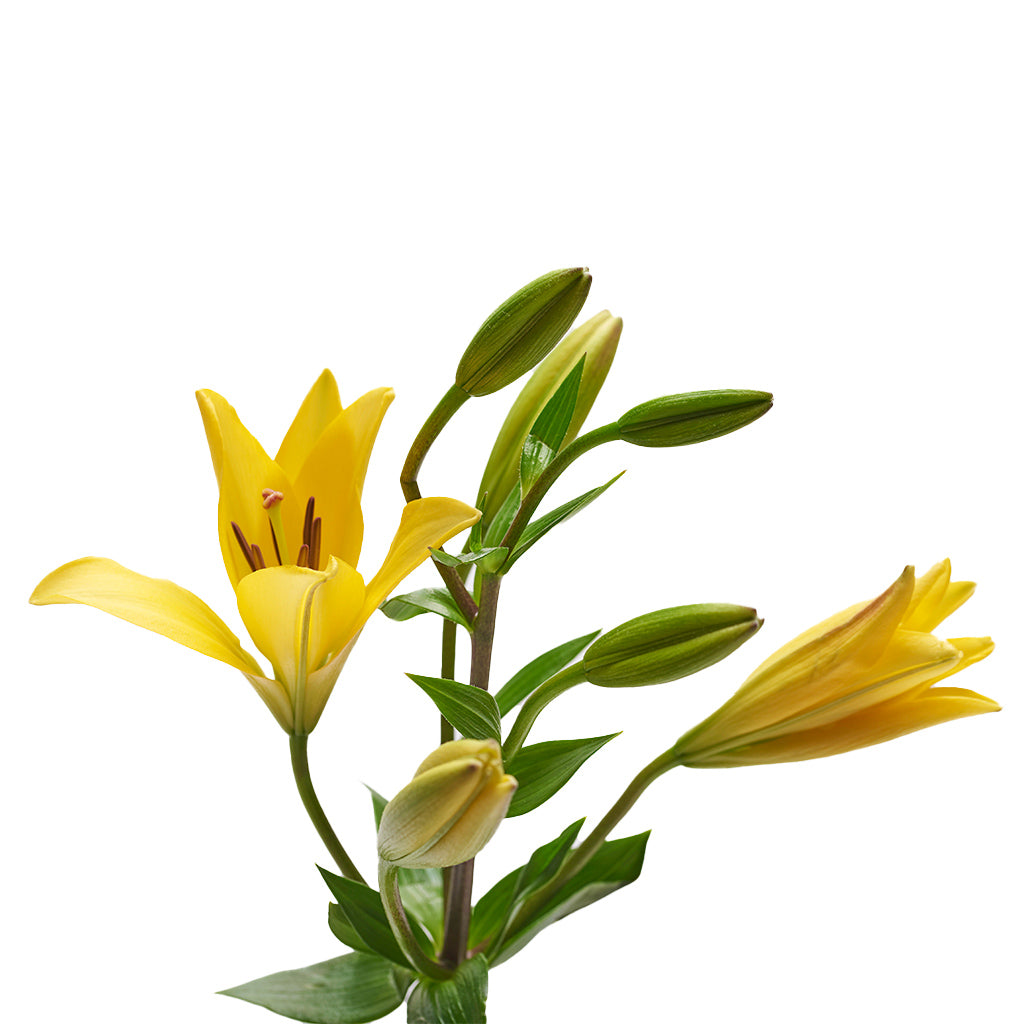 Lilium Asiático Amarillo 10 Varas.