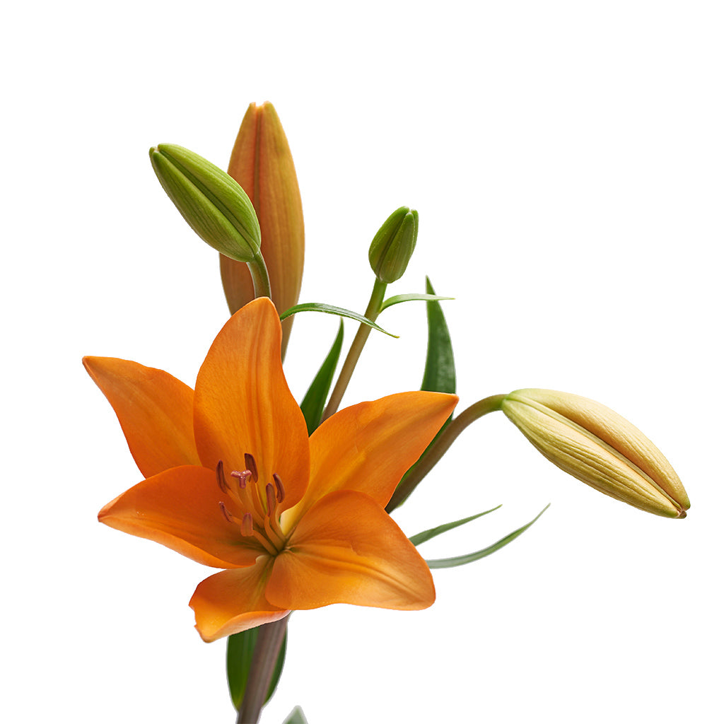 Lilium Asiático Naranjo 10 Varas.