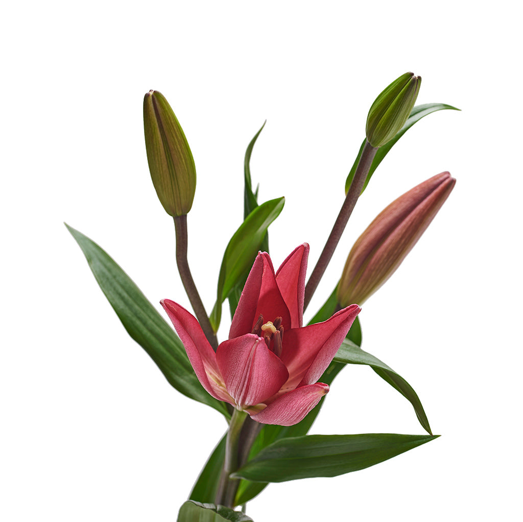 Lilium Oriental Rosado 5 Varas.