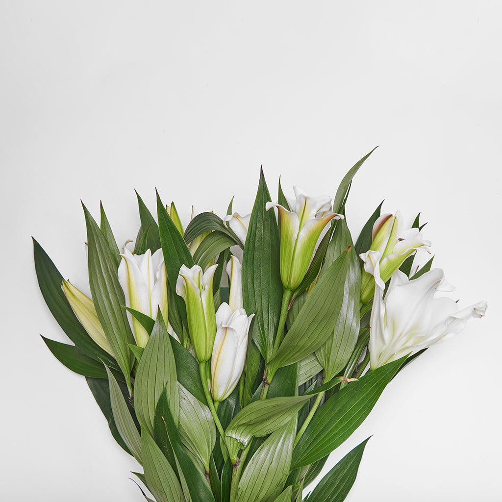 Lilium Oriental Blanco 5 varas