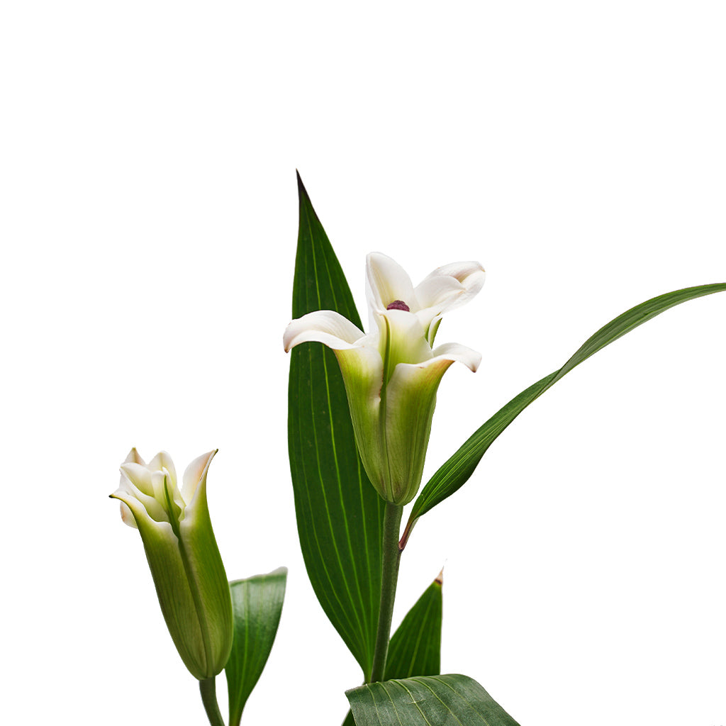 Lilium Oriental Blanco 5 varas