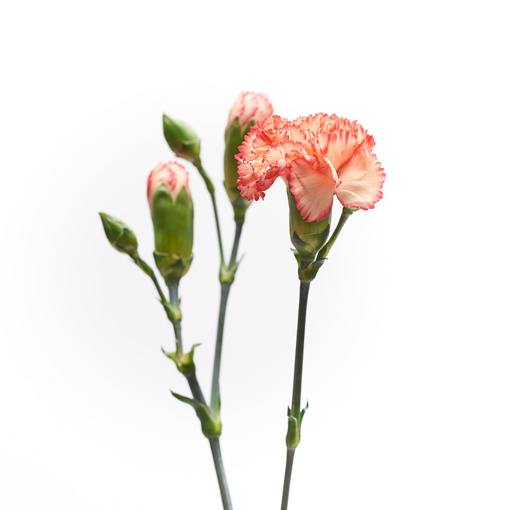 Mini Clavel Rosado