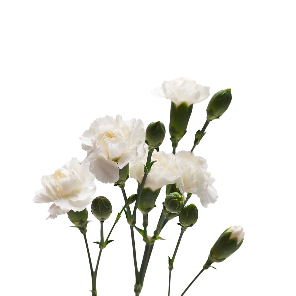 Mini Clavel Blanco