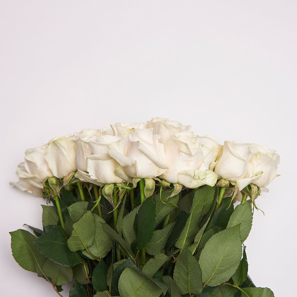 Rosa Blanca 25 Varas.