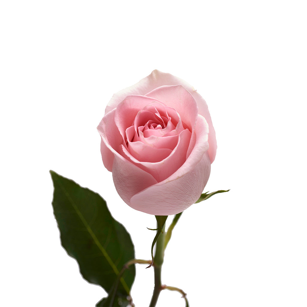 Rosa Rosada 10 Varas.