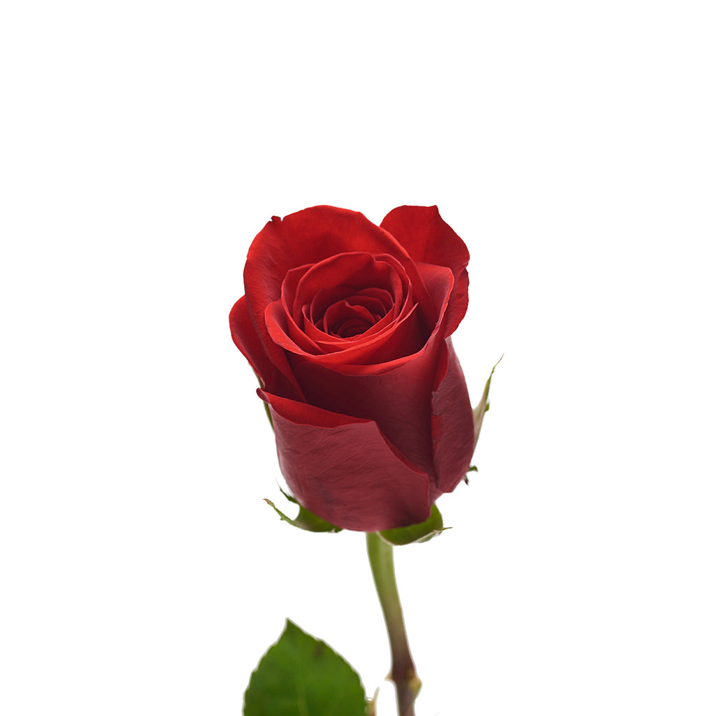 Rosa Roja 25 varas.