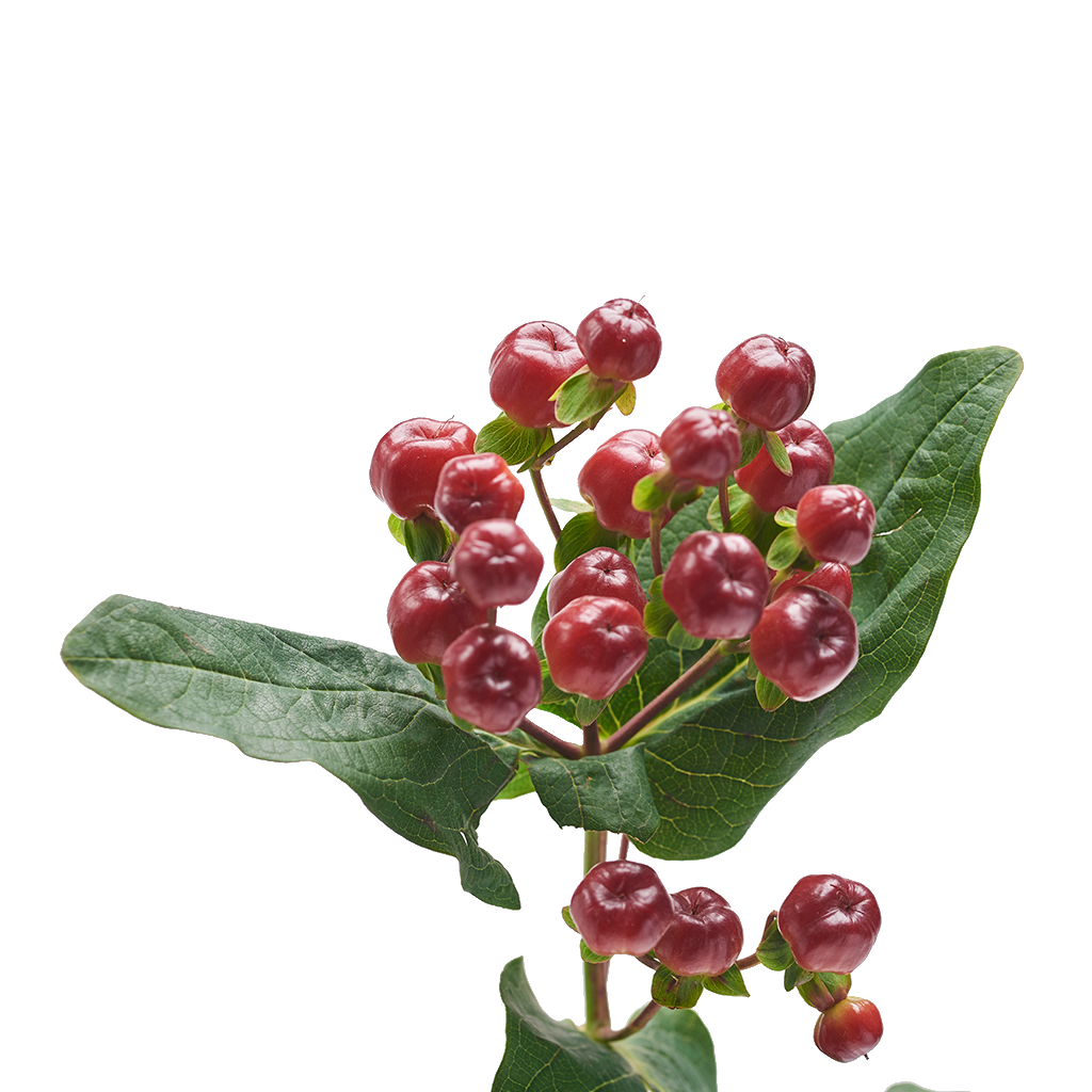 Hypericum Rojo 10 Varas