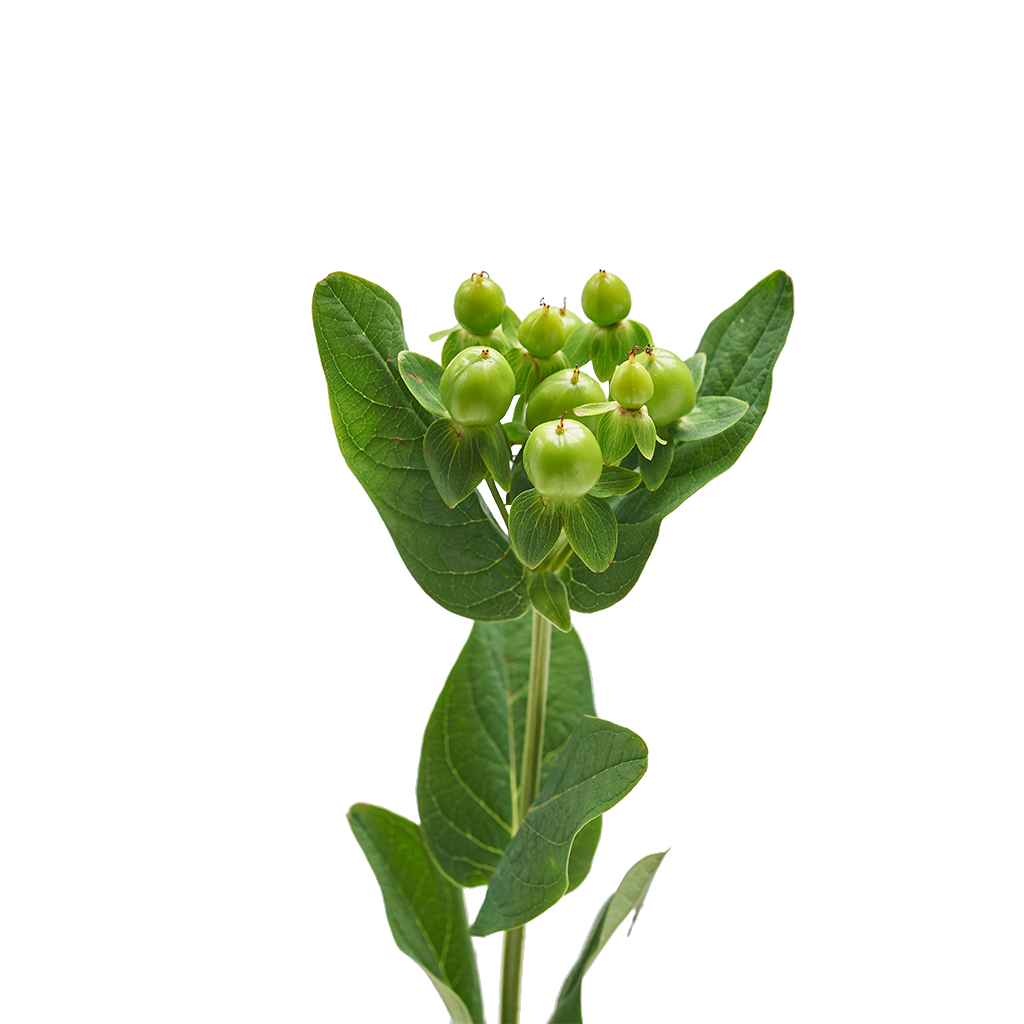 Hypericum Verde10 varas