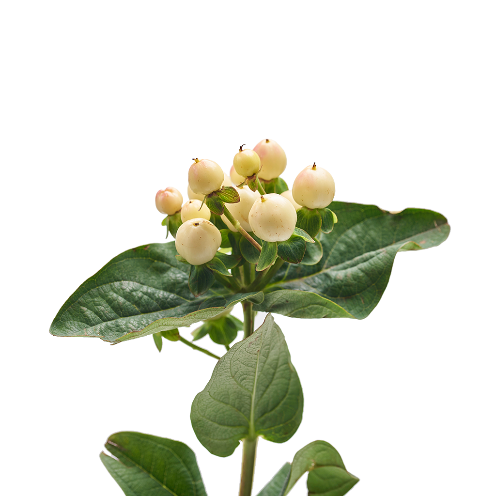 Hypericum Blanco 10 varas