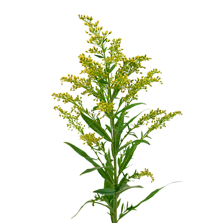 Solidago