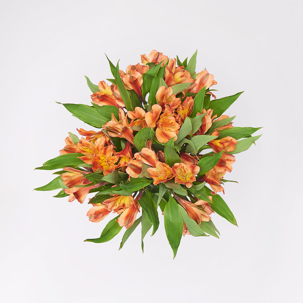 Alstroemeria Naranjo 10 Varas.