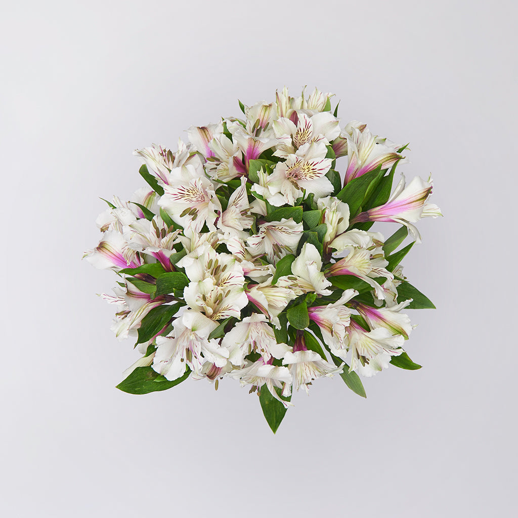 Alstroemeria Blanca 10 Varas.