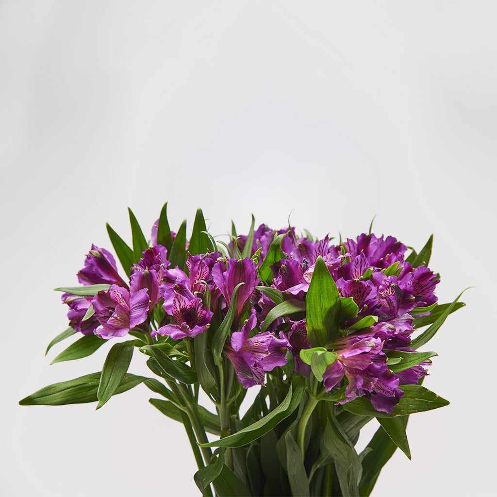 Alstroemeria Morado 10 Varas.