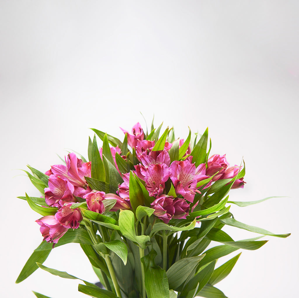 Alstroemeria Fucsia 10 Varas.
