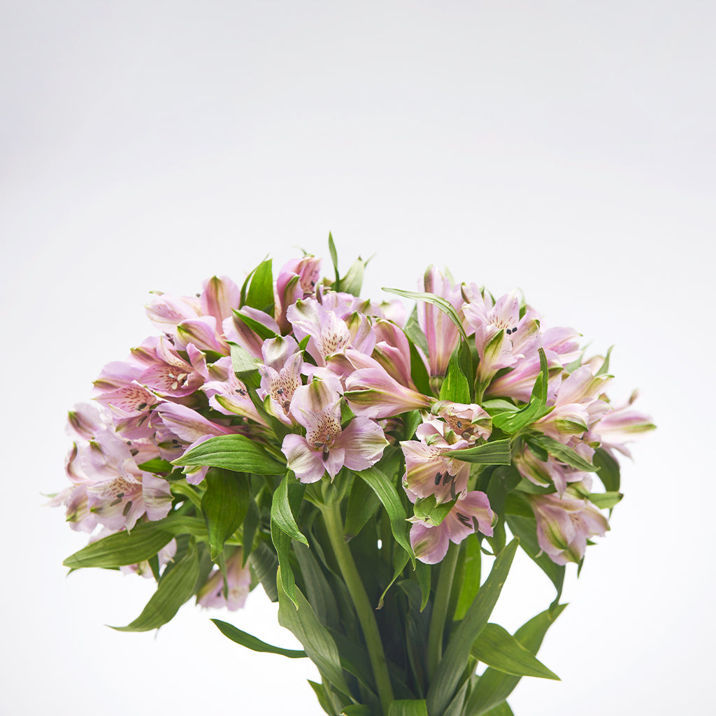 Alstroemeria Rosado 10 Varas.