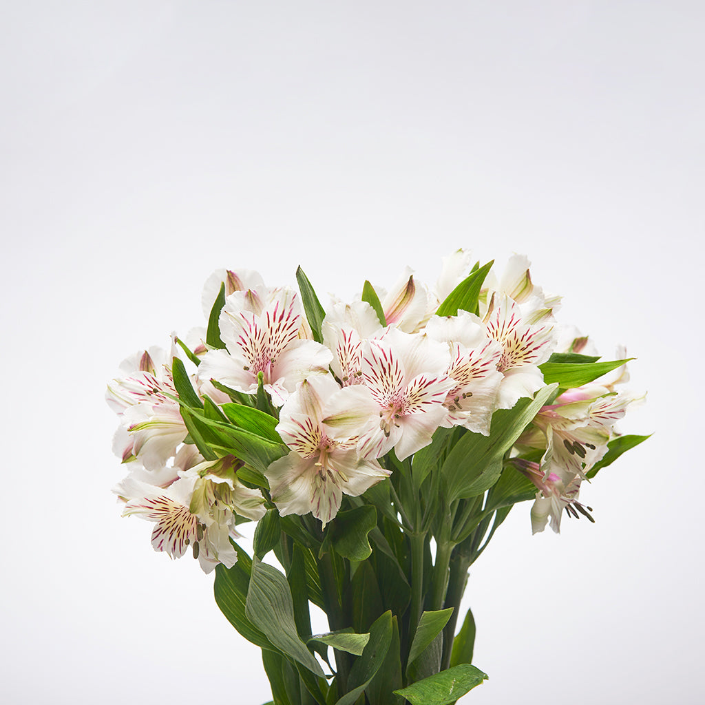 Alstroemeria Blanca 10 Varas.