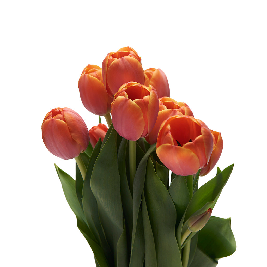 Tulipán Naranjo 10 Varas.