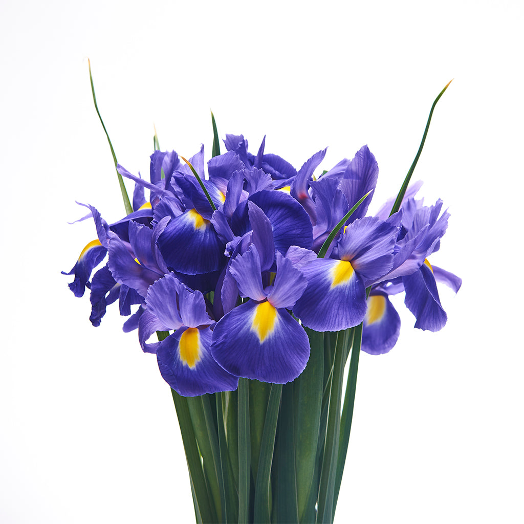 Iris Azul.